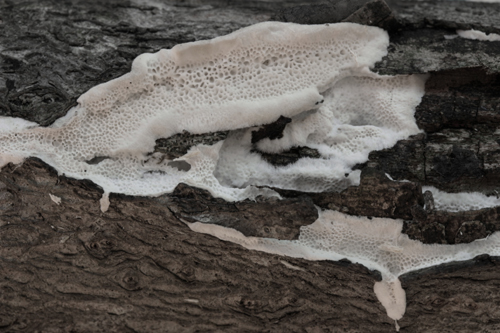 Trechispora mollusca ? (Trechispora mollusca)